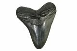 Fossil Megalodon Tooth - South Carolina #168020-1